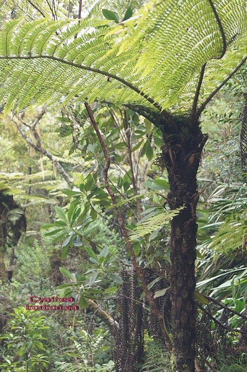 B- Foug�re m�le- Cyathea borbonica-CYATHEACEAE-I.jpg