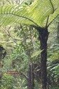 B- Foug�re m�le- Cyathea borbonica-CYATHEACEAE-I.jpg