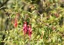 B- Fuchsias x exoniensis.jpg