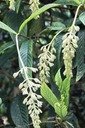 B- Inflorescences du Bois de raisin -Bertiera rufa -RUBIACEAE-E.jpg