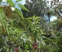 Fuchsia boliviana Carri�re Fuchsia � grandes fleurs P1010455.JPG