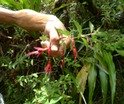 Fuchsia magellanica Ti Zanneau Fuchsia Exotique P1010469.JPG