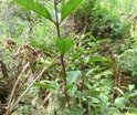 Nuxia verticillata Bois maigre Indig�ne P1010475.JPG