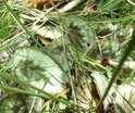 Begonia rex P1010480.JPG