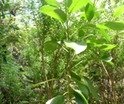 Claoxylon glandulosum Gros bois d’oiseaux EUPHORBIACEE End�miqueP1010482.JPG
