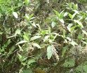 Bertiera rufa Bois de raisin RUBIAC. P1010487.JPG