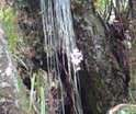 Vittaria isoetifolia Foug�re ficelle Indig�ne P1010494.JPG