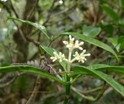 Chassalia corallioides Bois de corail RUBIACEE End�mique P1010497.JPG