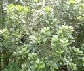 Sideroxylon borbonicus Bois de fer b�tard Natte coudine SAPOTAC.P1010507.JPG