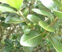 Sideroxylon borbonicus Bois de fer b�tard SAPOTAC. P1010508.JPG