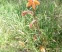 Gla�eul P1010510.JPG