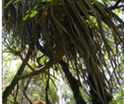 Pandanus montanus Pimpin des Hauts PANDANACEE End�mique P1010472.JPG