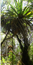 Pandanus montanus