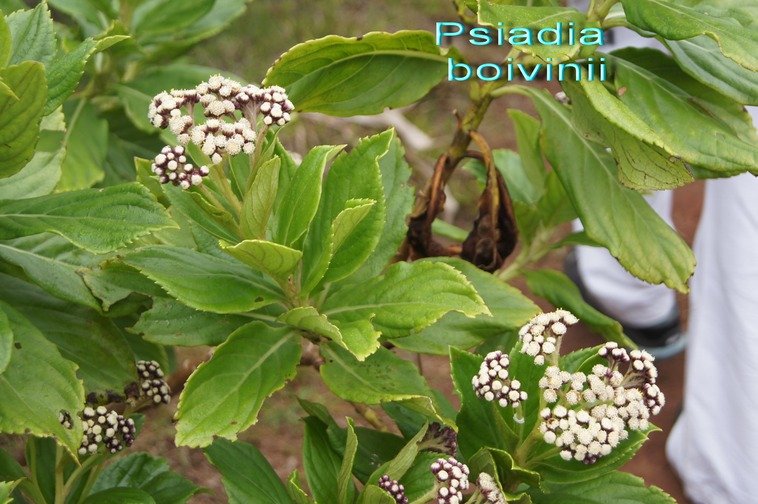 Psiadia boivinii-Ast�raceae.jpg