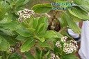 Psiadia boivinii-Ast�raceae.jpg