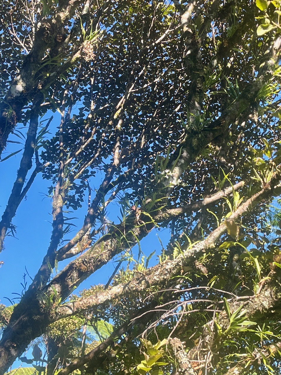 7. Epiphytes divers dont Beclardia macrostachya.jpeg