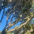7. Epiphytes divers dont Beclardia macrostachya.jpeg