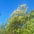 8. Corce Blanc en fleur.jpeg