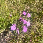 13. Cynorkis purpurascens ORCHIDOIDEAE Indigene Reunion.jpeg