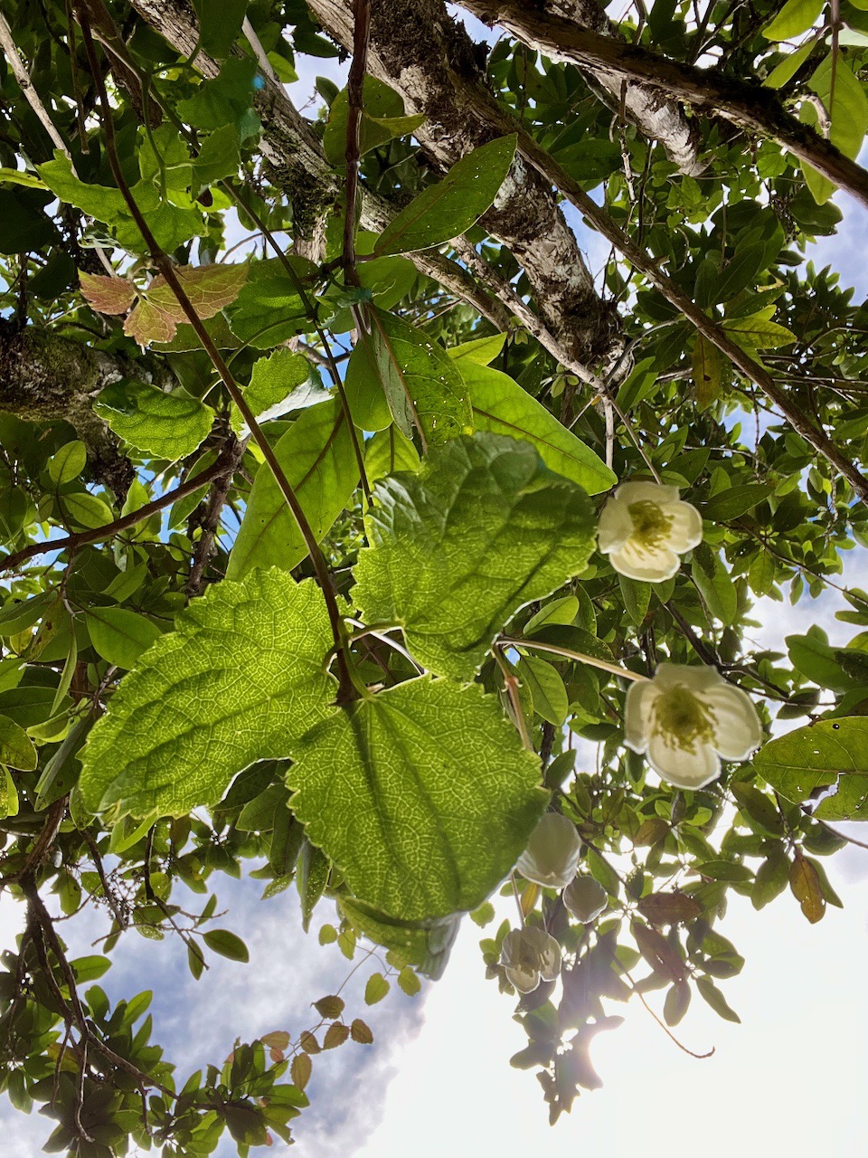 26. Clematis mauritiana Liane marabit Ranun culaceae Indigène La Réunion (par en dessous).jpeg