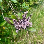 27. Nuxia verticillata - Bois maigre - Stilbacée-M..jpeg