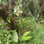 33. Calanthe sylvatica.jpeg