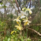 34. Calanthe sylvatica.jpeg