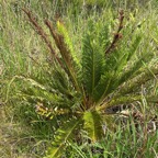 39. Blechnum tabulare (Thunb.) Kuhn - Fausse osmonde - Indigène Réunion.jpeg