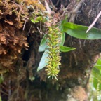 40. ??? Benthamia africana Orchidaceae Indigène La Réunion.jpeg