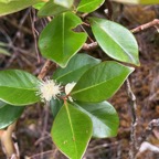 41. Fleur Psidium cattleianum - Goyavier - Myrtacée - exo.jpeg