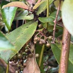 42. Fruits Badula grammisticta - Bois de savon - MyrsinaceaeIMG_9941.JPG.jpeg