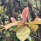 43 Badula grammisticta - Bois de savon - Myrsinaceae.jpeg