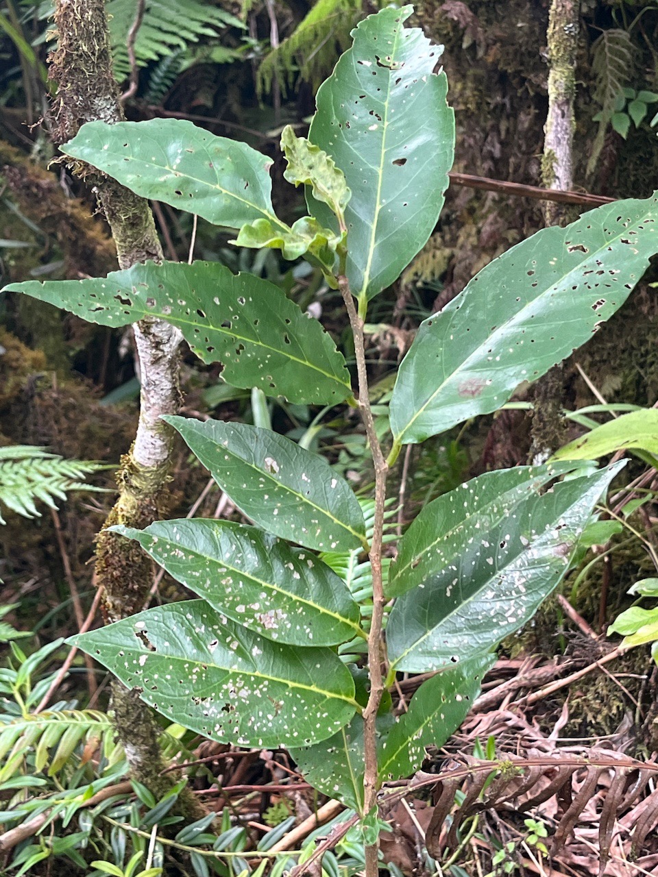 44. Antidesma madagascariense - Bois de cabri (blanc) - Euphorbiaceae -    Madagascar. Comores. La Réunion. Maurice.jpeg