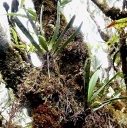 Angraecum borbonicum.( avec fruit  ) orchidaceae.endémique Réunion..jpeg