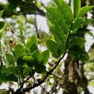Antidesma madagascariense. Bois de cabri blanc.phyllanthaceae.indigène Réunion. (1).jpeg
