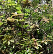 Badula grammisticta.bois de savon.primulaceae.endémique Réunion. (1).jpeg