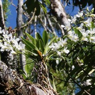 Beclardia macrostachya.muguet. endémique Madagascar Mascareignes. (2).jpeg