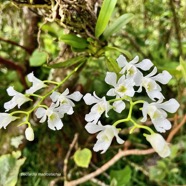 Beclardia macrostachya.muguet. endémique Madagascar Mascareignes. (4).jpeg