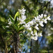 Beclardia macrostachya.muguet. endémique Madagascar Mascareignes..jpeg
