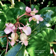 Begonia cucullata.coeur de Jésus.begoniaceae.espèce envahissante..jpeg
