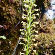 Benthamia nigrescens Schitr..Benthamia erinacea (Cordem) Hermans &P.J.Cribb .orchidaceae.endémique Madagascar.Réunion.jpeg