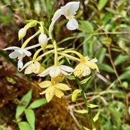 Calanthe sylvatica orchidaceae.Indigène Réunion.jpeg