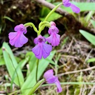 Cynorkis purpurascens.orchidaceae.endémique Madagascar Mascareignes. (1).jpeg