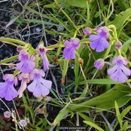 Cynorkis purpurascens.orchidaceae.endémique Madagascar Mascareignes..jpeg