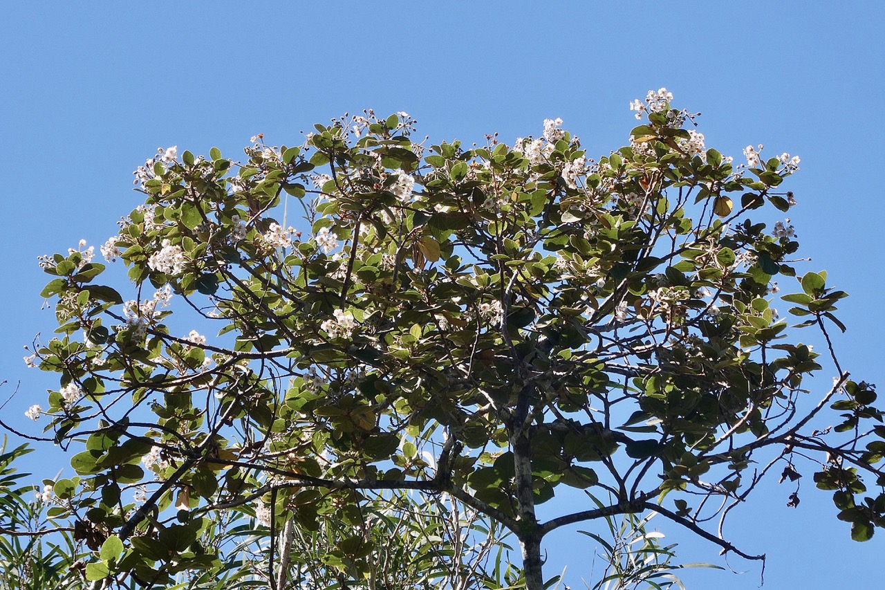 Dombeya ficulnea.petit mahot.malvaceae.endémique Réunion. (1).jpeg