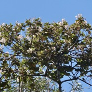 Dombeya ficulnea.petit mahot.malvaceae.endémique Réunion. (1).jpeg