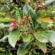 Forgesia racemosa.bois de Laurent-Martin.escalloniaceae.endémique Réunion. (1).jpeg