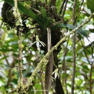 Jumellea triquetra .orchidaceae.endémique Réunion. (1).jpeg