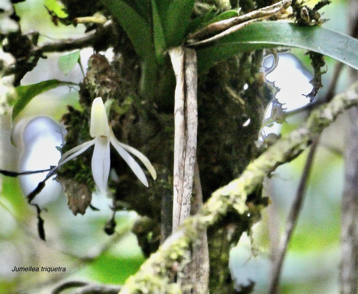 Jumellea triquetra .orchidaceae.endémique Réunion..jpeg