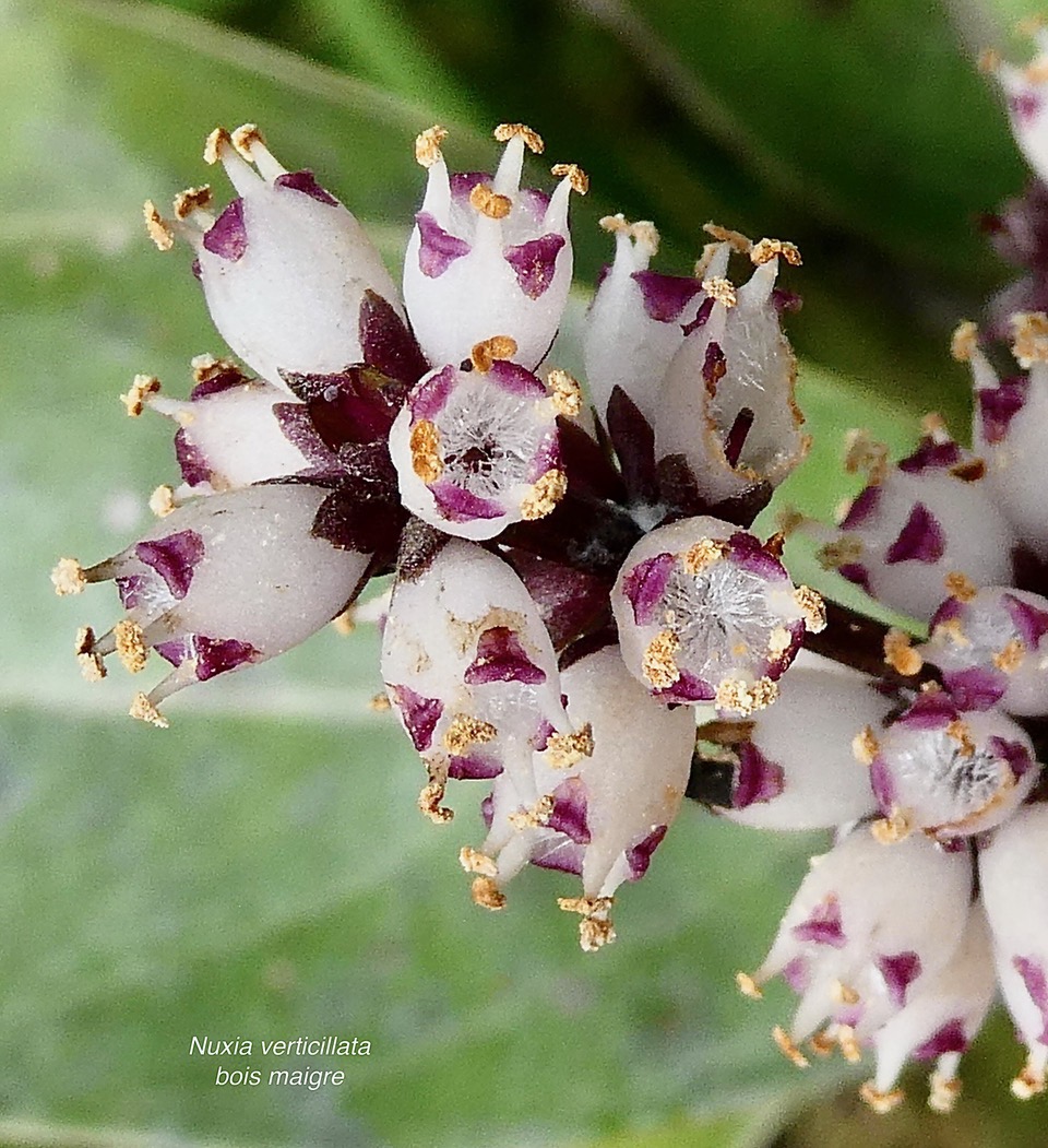 Nuxia verticillata.bois maigre.stilbaceae.endémique Réunion Maurice. (2).jpeg